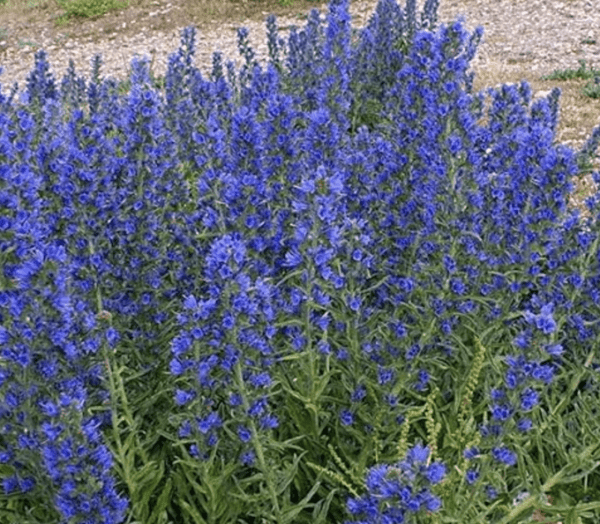 Viper's Bugloss (Echium vulgare) - Image 2